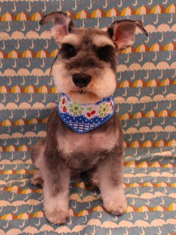 ミニチュア・シュナウザートリミング文京区フントヒュッテ駒込hundehutteミニチュアシュナウザートリミングサロン都内Mシュナカット画像東京シュナ性格体重寿命ブログ_7.jpg