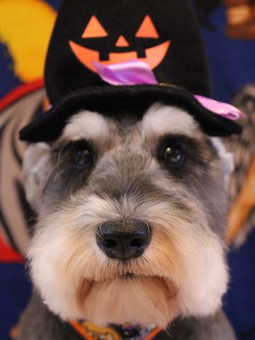 ミニチュア・シュナウザートリミング文京区フントヒュッテ駒込hundehutteミニチュアシュナウザートリミングサロン都内Mシュナカット画像東京シュナ性格体重寿命ブログ_9.jpg
