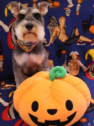 ミニチュア・シュナウザートリミング文京区フントヒュッテ駒込hundehutteミニチュアシュナウザートリミングサロン都内Mシュナカット画像東京シュナ性格体重寿命ブログ_10.jpg