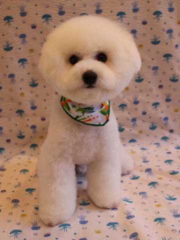ビションフリーゼフントヒュッテこいぬ画像ビションフリーゼ子犬社会化性格血統チャンピオン犬東京ビションメス関東かわいいビションおとこのこ文京区出産情報ビション募集_960.jpg