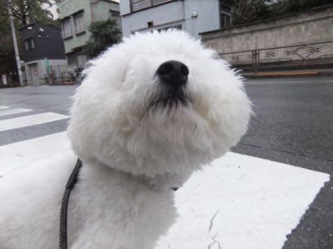 ¥Ó¥·¥ç¥ó¥Õ¥ê¡¼¥¼¥Õ¥ó¥È¥Ò¥å¥Ã¥Æ¤³¤¤¤Ì²èÁü¥Ó¥·¥ç¥ó¥Õ¥ê¡¼¥¼»Ò¸¤¼Ò²ñ²½À³Ê·ìÅý¥Á¥ã¥ó¥Ô¥ª¥ó¸¤Åìµþ¥Ó¥·¥ç¥ó¥á¥¹´ØÅ줫¤ï¤¤¤¤¥Ó¥·¥ç¥ó¤ª¤È¤³¤Î¤³Ê¸µþ¶è½Ð»º¾ðÊó¥Ó¥·¥ç¥óÊ罸_984.jpg