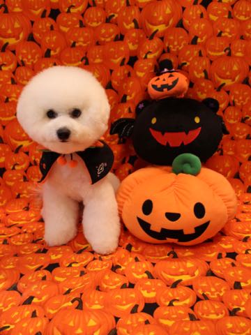 ビションフリーゼフントヒュッテこいぬ画像ビションフリーゼ子犬社会化性格血統チャンピオン犬東京ビションメス関東かわいいビションおとこのこ文京区出産情報ビション募集_990.jpg