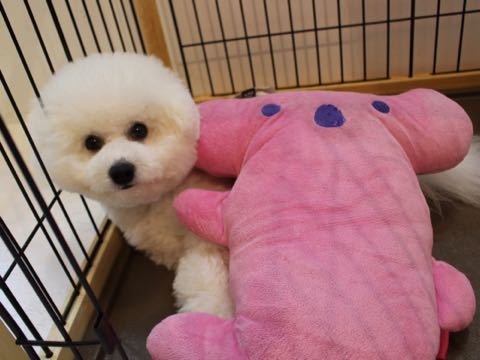 ビションフリーゼフントヒュッテこいぬ画像ビションフリーゼ子犬社会化性格血統チャンピオン犬東京ビションメス関東かわいいビションおとこのこ文京区出産情報ビション募集_996.jpg