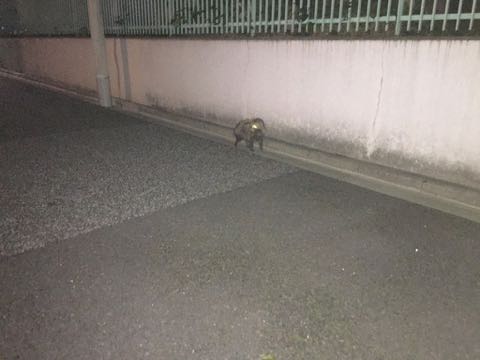 タヌキ たぬき 狸 野生 目撃情報 都内 写真 画像 1