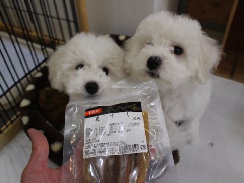 ビションフリーゼこいぬ情報フントヒュッテビションこいぬ画像子犬の社会化ビション赤ちゃんおんなのこかわいいビションフリーゼおとこのこ東京ビション出産情報性格ビション家族募集中_376