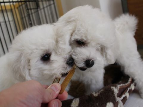 ビションフリーゼこいぬ情報フントヒュッテビションこいぬ画像子犬の社会化ビション赤ちゃんおんなのこかわいいビションフリーゼおとこのこ東京ビション出産情報性格ビション家族募集中_377