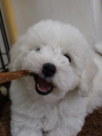 ビションフリーゼこいぬ情報フントヒュッテビションこいぬ画像子犬の社会化ビション赤ちゃんおんなのこかわいいビションフリーゼおとこのこ東京ビション出産情報性格ビション家族募集中_379