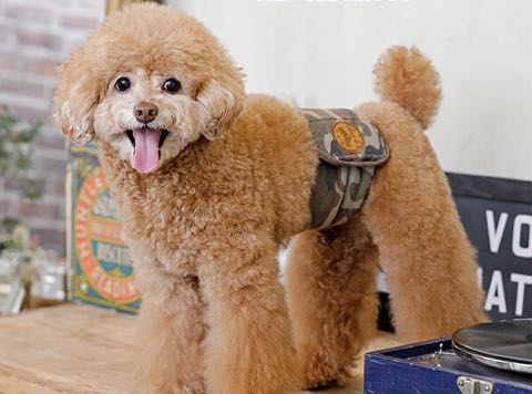 マナーベルトポンポリース犬オスマーキング防止マナーおしっこひっかけ防止ベルトはらまきペットグッズ東京フントヒュッテ文京区_9