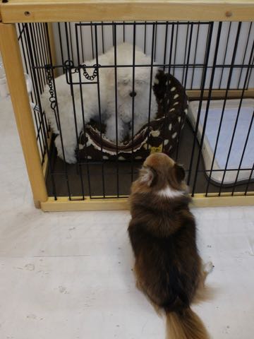 ビションフリーゼこいぬ情報フントヒュッテビションこいぬ画像子犬の社会化ビション赤ちゃんおんなのこかわいいビションフリーゼおとこのこ東京ビション出産情報性格ビション家族募集中_454