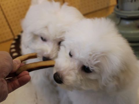 ビションフリーゼこいぬ情報フントヒュッテビションこいぬ画像子犬の社会化ビション赤ちゃんおんなのこかわいいビションフリーゼおとこのこ東京ビション出産情報性格ビション家族募集中_899