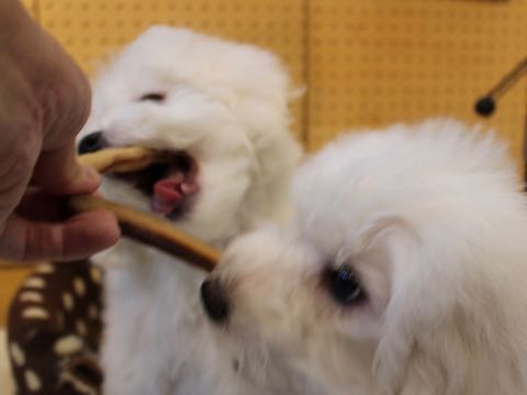 ビションフリーゼこいぬ情報フントヒュッテビションこいぬ画像子犬の社会化ビション赤ちゃんおんなのこかわいいビションフリーゼおとこのこ東京ビション出産情報性格ビション家族募集中_900