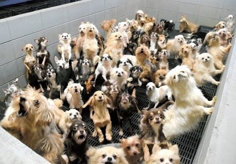 「子犬工場」400匹を過密飼育 虐待疑い