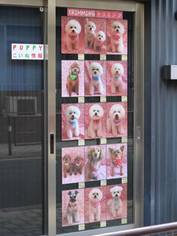 桜2018和柄コットン生地桜柄生地春ピンクファブリックかわいいプリント生地画像種類 Cherry-blossoms チェリーブロッサム a cherry tree 桜の木_10