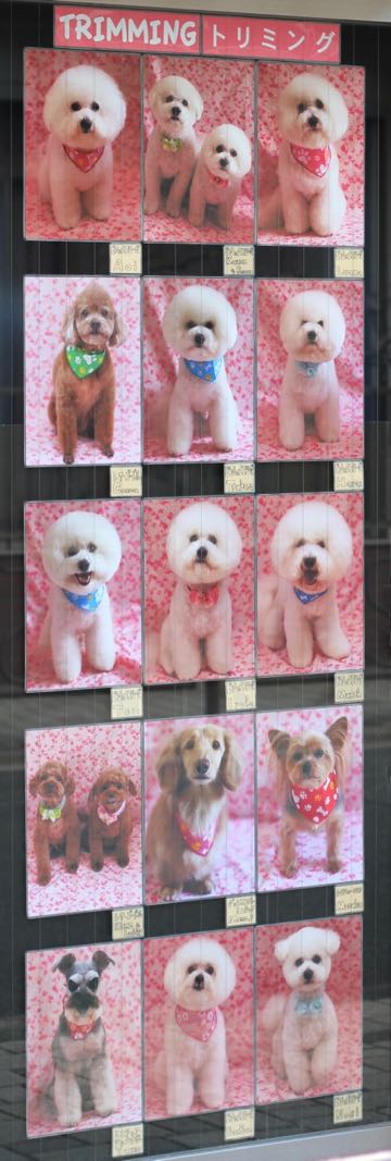 桜2018和柄コットン生地桜柄生地春ピンクファブリックかわいいプリント生地画像種類 Cherry-blossoms チェリーブロッサム a cherry tree 桜の木_11