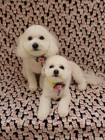 ビションフリーゼトリミング文京区フントヒュッテ駒込hundehutteビション子犬トリミング都内こいぬビションチャンピオン犬血統毛量東京かわいいビション画像_39