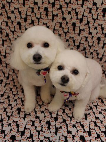 ビションフリーゼトリミング文京区フントヒュッテ駒込hundehutteビション子犬トリミング都内こいぬビションチャンピオン犬血統毛量東京かわいいビション画像_40