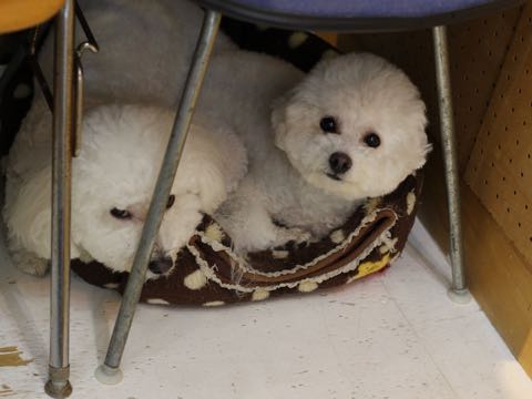 ビションフリーゼトリミング文京区フントヒュッテ駒込hundehutteビション子犬トリミング都内こいぬビションチャンピオン犬血統毛量東京かわいいビション画像_43