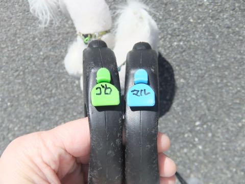 ビションフリーゼトリミング文京区フントヒュッテ駒込hundehutteビション子犬トリミング都内こいぬビションチャンピオン犬血統毛量東京かわいいビション画像_44