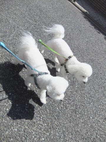 ビションフリーゼトリミング文京区フントヒュッテ駒込hundehutteビション子犬トリミング都内こいぬビションチャンピオン犬血統毛量東京かわいいビション画像_45