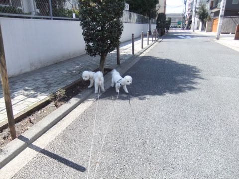 ビションフリーゼトリミング文京区フントヒュッテ駒込hundehutteビション子犬トリミング都内こいぬビションチャンピオン犬血統毛量東京かわいいビション画像_46
