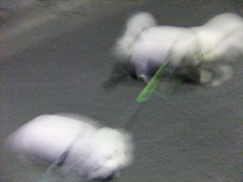 ビションフリーゼトリミング文京区フントヒュッテ駒込hundehutteビション子犬トリミング都内こいぬビションチャンピオン犬血統毛量東京かわいいビション画像_47