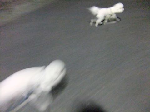 ビションフリーゼトリミング文京区フントヒュッテ駒込hundehutteビション子犬トリミング都内こいぬビションチャンピオン犬血統毛量東京かわいいビション画像_48