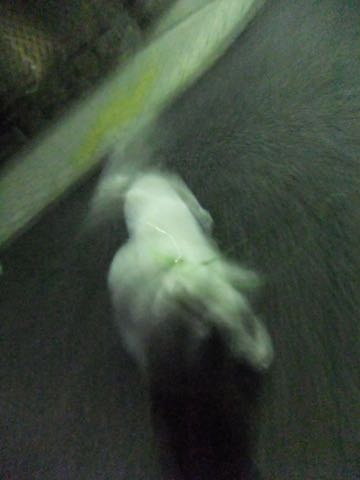 ビションフリーゼトリミング文京区フントヒュッテ駒込hundehutteビション子犬トリミング都内こいぬビションチャンピオン犬血統毛量東京かわいいビション画像_49