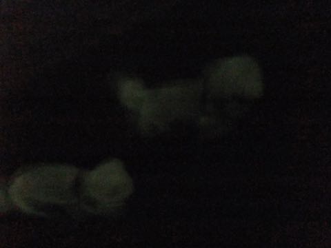 ビションフリーゼトリミング文京区フントヒュッテ駒込hundehutteビション子犬トリミング都内こいぬビションチャンピオン犬血統毛量東京かわいいビション画像_50