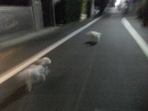 ビションフリーゼトリミング文京区フントヒュッテ駒込hundehutteビション子犬トリミング都内こいぬビションチャンピオン犬血統毛量東京かわいいビション画像_51