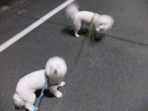 ビションフリーゼトリミング文京区フントヒュッテ駒込hundehutteビション子犬トリミング都内こいぬビションチャンピオン犬血統毛量東京かわいいビション画像_52