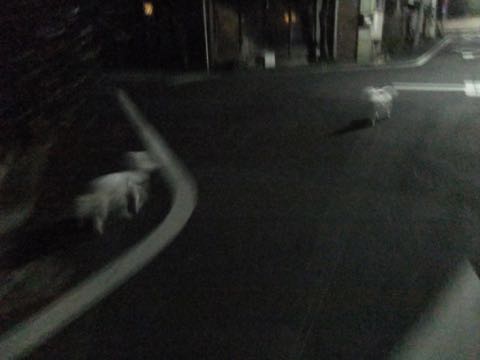 ビションフリーゼトリミング文京区フントヒュッテ駒込hundehutteビション子犬トリミング都内こいぬビションチャンピオン犬血統毛量東京かわいいビション画像_53