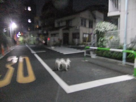 ビションフリーゼトリミング文京区フントヒュッテ駒込hundehutteビション子犬トリミング都内こいぬビションチャンピオン犬血統毛量東京かわいいビション画像_54