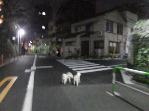 ビションフリーゼトリミング文京区フントヒュッテ駒込hundehutteビション子犬トリミング都内こいぬビションチャンピオン犬血統毛量東京かわいいビション画像_55