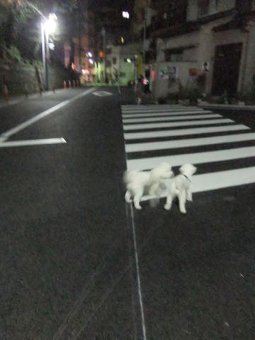 ビションフリーゼトリミング文京区フントヒュッテ駒込hundehutteビション子犬トリミング都内こいぬビションチャンピオン犬血統毛量東京かわいいビション画像_56
