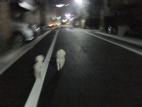ビションフリーゼトリミング文京区フントヒュッテ駒込hundehutteビション子犬トリミング都内こいぬビションチャンピオン犬血統毛量東京かわいいビション画像_58