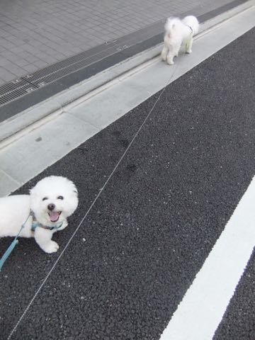 ビションフリーゼトリミング文京区フントヒュッテ駒込hundehutteビション子犬トリミング都内こいぬビションチャンピオン犬血統毛量東京かわいいビション画像_59