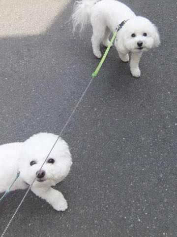 ビションフリーゼトリミング文京区フントヒュッテ駒込hundehutteビション子犬トリミング都内こいぬビションチャンピオン犬血統毛量東京かわいいビション画像_60
