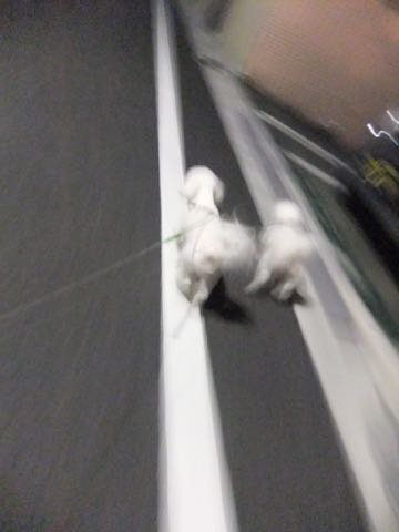 ビションフリーゼトリミング文京区フントヒュッテ駒込hundehutteビション子犬トリミング都内こいぬビションチャンピオン犬血統毛量東京かわいいビション画像_62