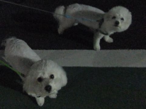 ビションフリーゼトリミング文京区フントヒュッテ駒込hundehutteビション子犬トリミング都内こいぬビションチャンピオン犬血統毛量東京かわいいビション画像_63