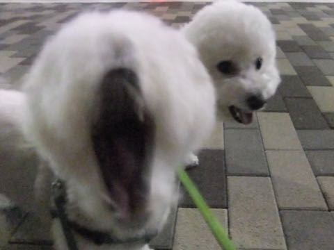 ビションフリーゼトリミング文京区フントヒュッテ駒込hundehutteビション子犬トリミング都内こいぬビションチャンピオン犬血統毛量東京かわいいビション画像_65