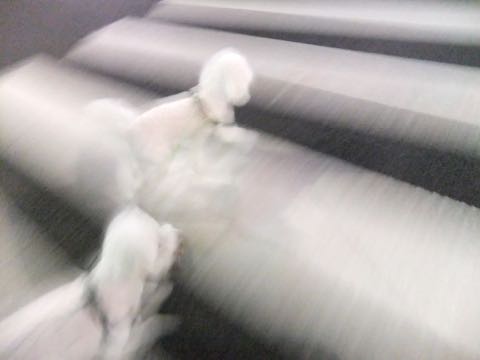 ビションフリーゼトリミング文京区フントヒュッテ駒込hundehutteビション子犬トリミング都内こいぬビションチャンピオン犬血統毛量東京かわいいビション画像_66