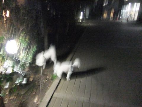 ビションフリーゼトリミング文京区フントヒュッテ駒込hundehutteビション子犬トリミング都内こいぬビションチャンピオン犬血統毛量東京かわいいビション画像_67