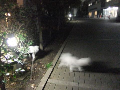 ビションフリーゼトリミング文京区フントヒュッテ駒込hundehutteビション子犬トリミング都内こいぬビションチャンピオン犬血統毛量東京かわいいビション画像_68