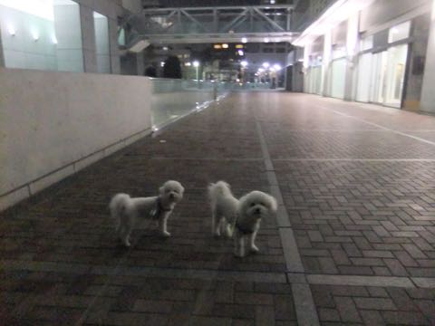 ビションフリーゼトリミング文京区フントヒュッテ駒込hundehutteビション子犬トリミング都内こいぬビションチャンピオン犬血統毛量東京かわいいビション画像_69