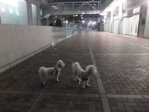 ビションフリーゼトリミング文京区フントヒュッテ駒込hundehutteビション子犬トリミング都内こいぬビションチャンピオン犬血統毛量東京かわいいビション画像_70