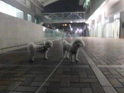 ビションフリーゼトリミング文京区フントヒュッテ駒込hundehutteビション子犬トリミング都内こいぬビションチャンピオン犬血統毛量東京かわいいビション画像_71