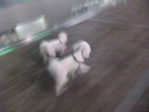 ビションフリーゼトリミング文京区フントヒュッテ駒込hundehutteビション子犬トリミング都内こいぬビションチャンピオン犬血統毛量東京かわいいビション画像_73
