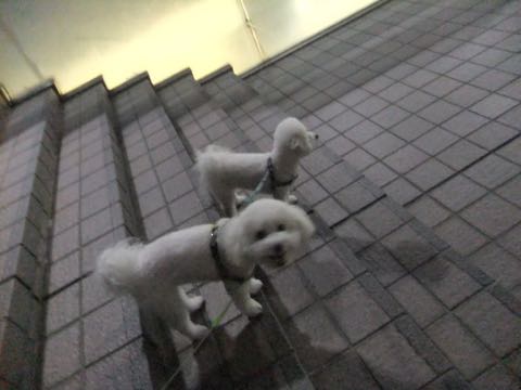 ビションフリーゼトリミング文京区フントヒュッテ駒込hundehutteビション子犬トリミング都内こいぬビションチャンピオン犬血統毛量東京かわいいビション画像_74