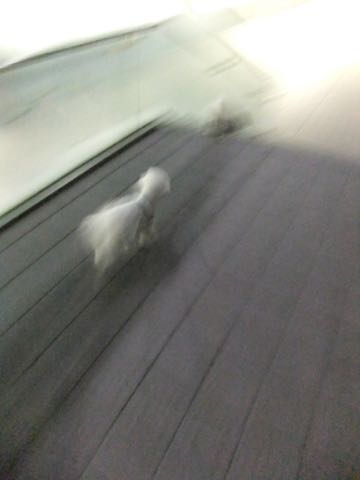 ビションフリーゼトリミング文京区フントヒュッテ駒込hundehutteビション子犬トリミング都内こいぬビションチャンピオン犬血統毛量東京かわいいビション画像_75