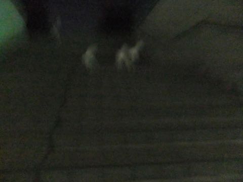 ビションフリーゼトリミング文京区フントヒュッテ駒込hundehutteビション子犬トリミング都内こいぬビションチャンピオン犬血統毛量東京かわいいビション画像_77